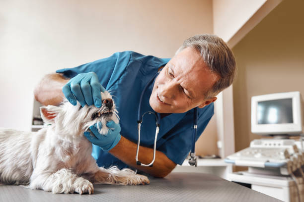 Best Emergency Root Canal Treatment in Dundee, MI